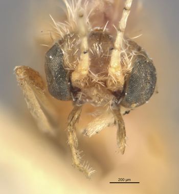 Media type: image;   Entomology 11513 Aspect: head frontal view